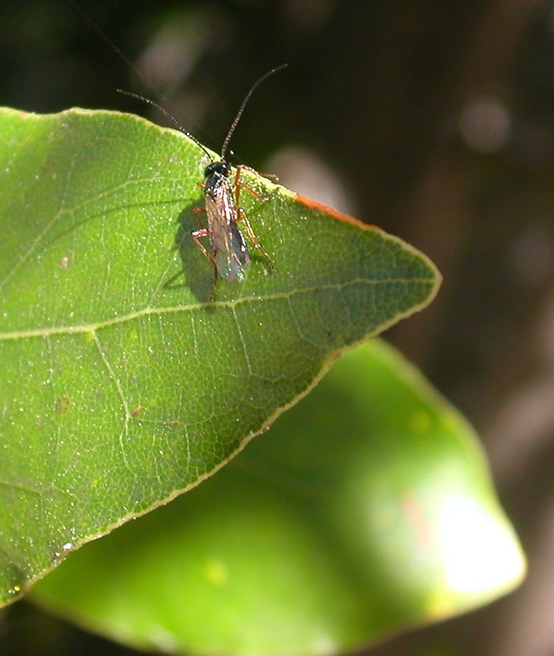 Piccolo Imenottero (Braconide - Apanteles?)